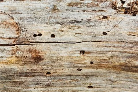 Old dead tree texture background Stock Photos