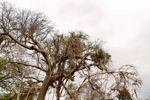 Old Dead Tree Threaded With Vines Stock Photos