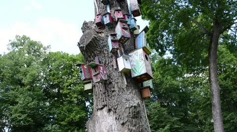 Old dead tree trunk colorful bird nest box houses hang Stock Footage 12751884