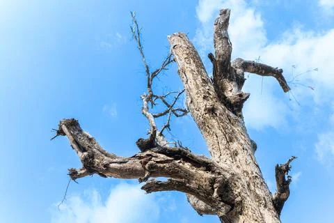 Old dead tree trunk reaching up into a bright blue sky with scattered white.. Stock Photos