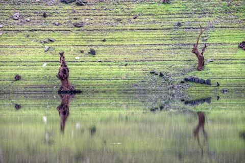 Old dead tree trunks reflected on the water Stock Photos