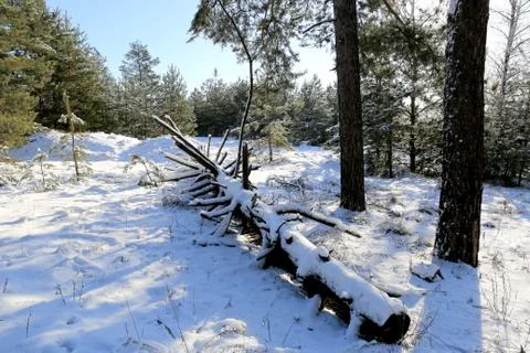Old dead tree in winter forest Stock Photos