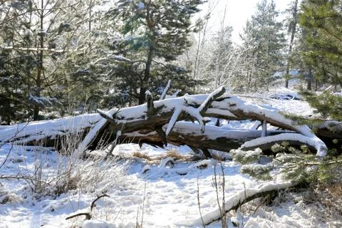 Old dead tree in winter forest Stock Photos