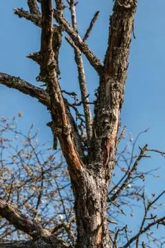 Old dead tree without leaves on the field Stock Photos