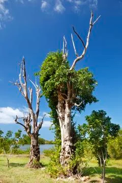 Old dead trees being used as a host by tropical plants. Stock Photos