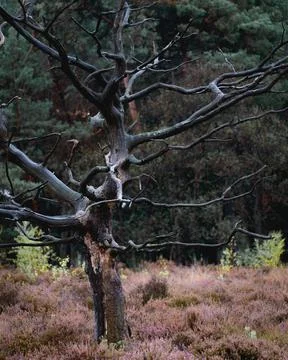 Old Dead trees at the Noorderheide Stock Photos