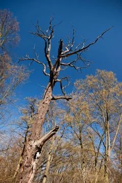 Old dead trunk decayed tree Foto stock