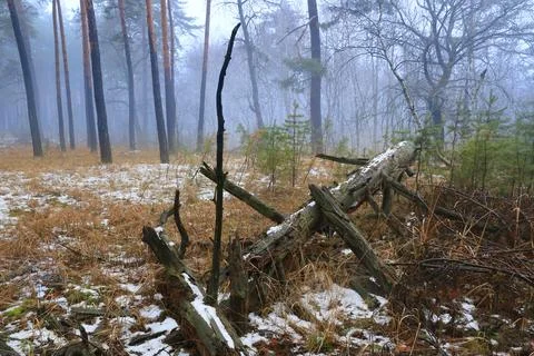 Old dead wood in misty forest Stock Photos