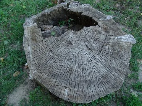 Old decayed tree stump with growth rings and cracks Foto stock