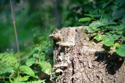 Old, decayed tree stumps. Stock Photos