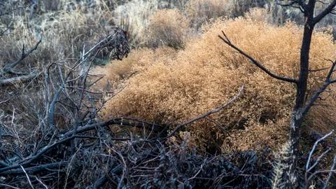 Old Decaying Tree Branches and Dried Tumbleweeds in Desert Stock Photos