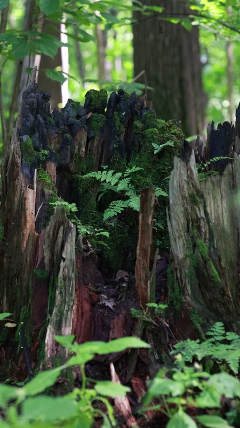 Old Decaying Tree Stump Covered With Green Moss And Small Ferns In Summer Forest Vídeos de archivo 328345321