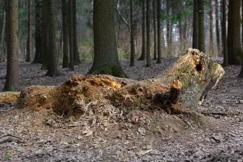 An old, decaying tree stump covered Stock Photos