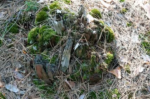 Old decaying tree stump covered with green moss in a pine forest Stock Photos