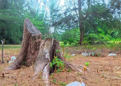 Old decaying tree stumps left from a felled Stock Photos