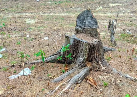 Old decaying tree stumps left from a felled Foto stock
