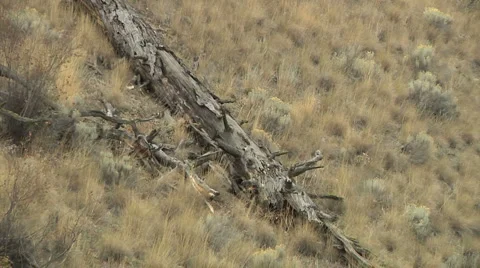 Old decaying Tree trunk log on semi Arid desert Hill zoom out Video stock 882940