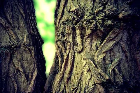 An old deciduous double tree Stock Photos