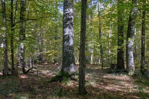 Old deciduous forest stand with old oak tree in summer afternoon, Bialowieza  Stock Photos