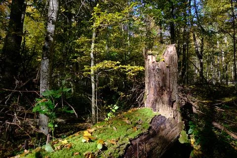 Old deciduous forest stand with old oak tree in summer afternoon with stump i Stock Photos