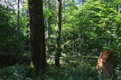 Old deciduous forest in summer midday, Bialowieza Forest, Poland, Europe Foto stock