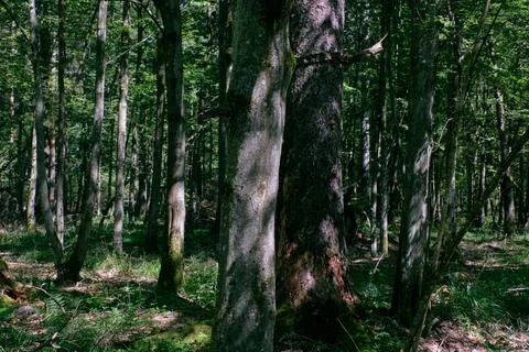 Old deciduous forest in summer midday, Bialowieza Forest, Poland, Europe Foto stock