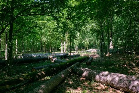 Old deciduous forest in summer midday with logs lying in foreground, Bialowie Stock Photos