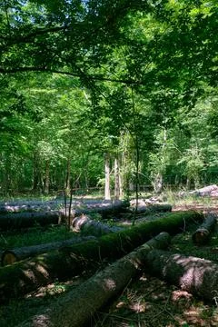 Old deciduous forest in summer midday with logs lying in foreground, Bialowie Stock Photos