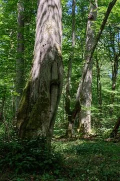 Old deciduous forest in summer midday with old linden tree in foreground, Bia Foto stock