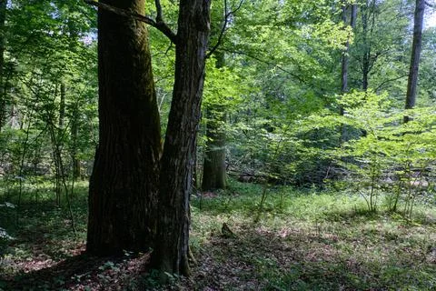 Old deciduous forest in summer midday with old hornbeam trees in foreground,  Foto stock