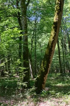 Old deciduous forest in summer midday with old maple tree in foreground, Bial Foto stock