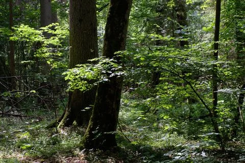Old deciduous forest in summer midday landscape with old hornbeam and spruce  Stock Photos