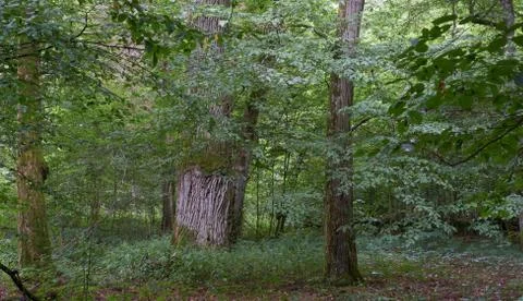 Old deciduous forest in summer with old oak tree in background,Bialowieza For Stock Photos