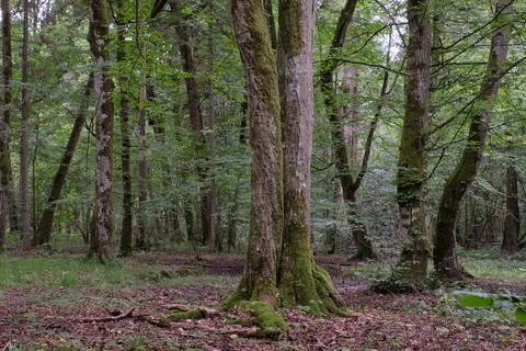 Old deciduous forest in summer with old hornbeam tree in foreground,Bialowiez Foto stock