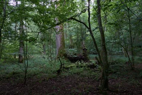 Old deciduous forest in summer with old oak tree in background,Bialowieza For Stock Photos