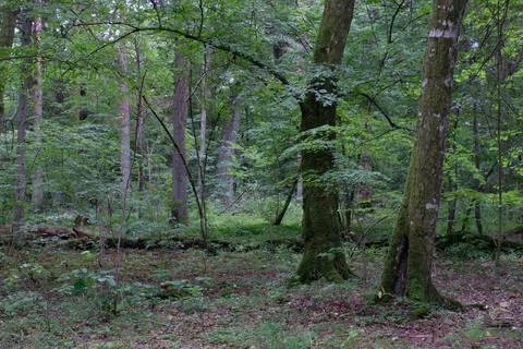 Old deciduous forest in summer with old trees,Bialowieza Forest,Poland,Europe Stock Photos