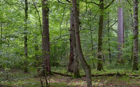 Old deciduous forest in summer with old trees,Bialowieza Forest,Poland,Europe Stock Photos