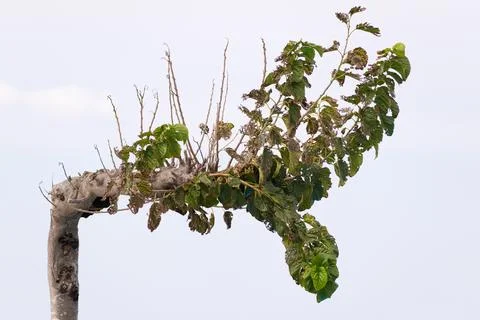 Old deciduous tree against the background of sky Foto stock