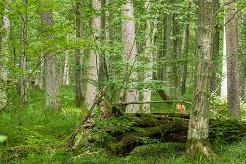 Old deciduous tree stand in summer with hornbeam tree in foreground, Bialowie Stock Photos