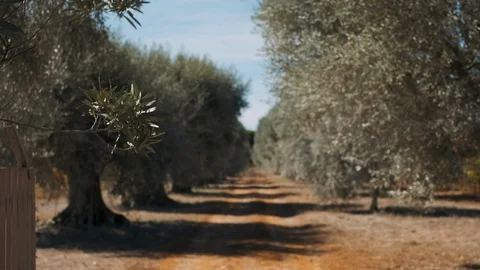 Old Deciduous Trees Along The Road. Video stock 112255327