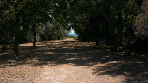 Old Deciduous Trees Along The Road. Stock Footage 112256665