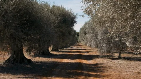 Old Deciduous Trees Along The Road. Stock Footage 112261975