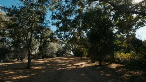 Old Deciduous Trees Along The Road. Stock Footage 112734545