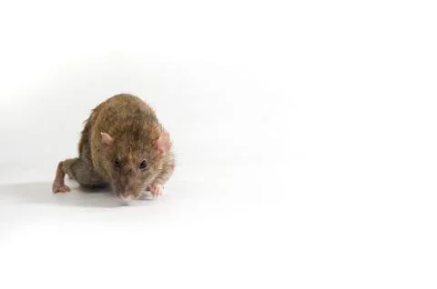 Old decorative rat. Stock Photos