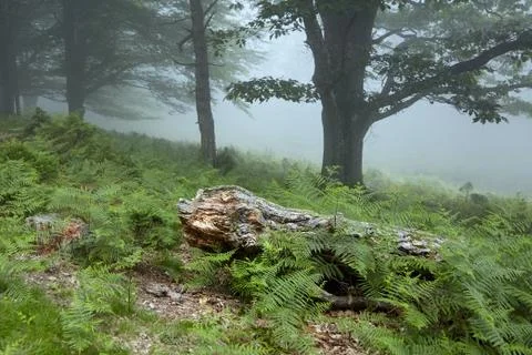 Old decrepit fallen tree trunk in the foggy forest Stock Photos