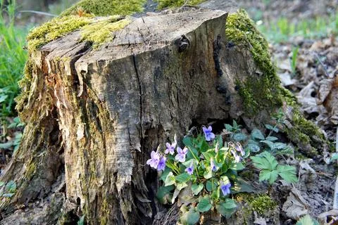 Old decrepit tree stump strewn with green moss and violet forest flowers Stock Photos