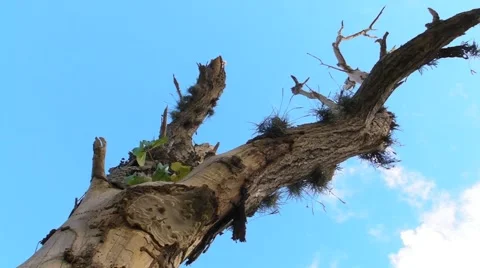 Old decrepite scary dead tree Stock Footage 1068388