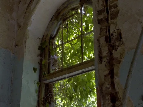 Old deserted window with green tree in background. Stock Footage 80857771