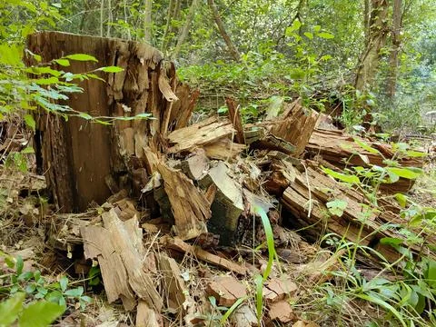 Old destroyed tree stump in the forest ground Stock Photos