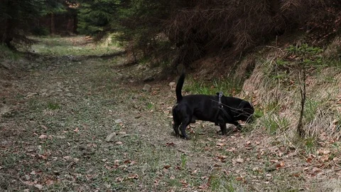 Old devil's messenger in the dog's body eats grass for better digestion. Stock Footage 129310529